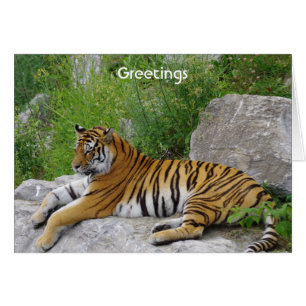 Tigre Siberiano Relajándose en una Roca