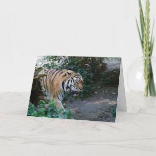 Tigre siberiano • Tarjeta de felicitación