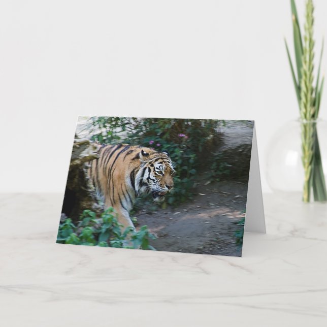 Tigre siberiano • Tarjeta de felicitación (Anverso)