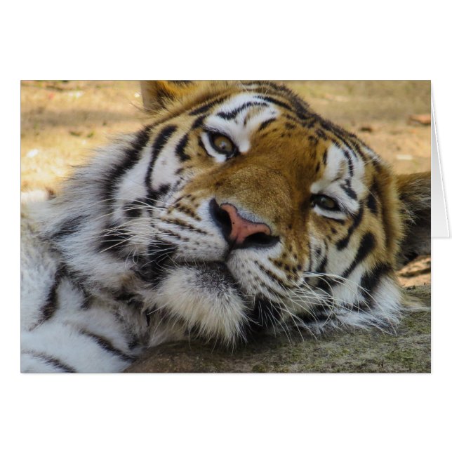 Tigre somnoliento (Anverso (Horizontal))