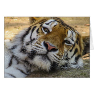 Tigre soñoliento