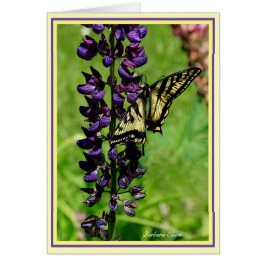 Tigre Swallowtail