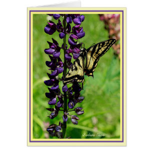 Tigre Swallowtail