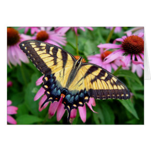 Tigre Swallowtail de la mariposa