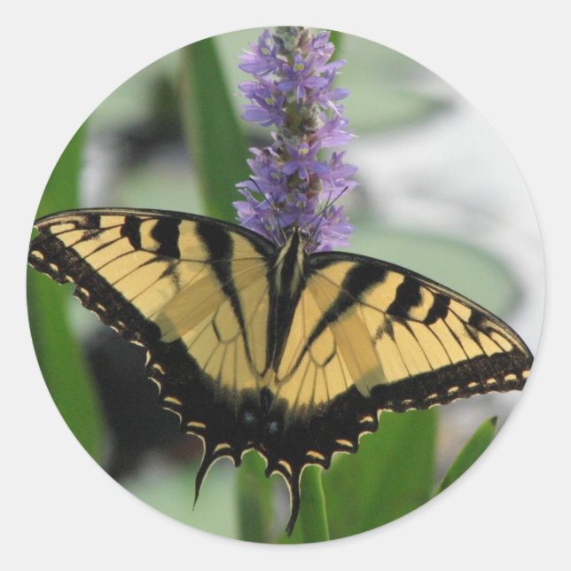 Tigre Swallowtail en el pegatina del Pickerel (Anverso)