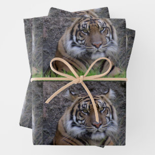 Tigre - Todas las hojas de papel para envolver oca