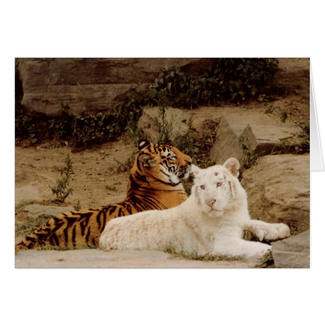 Tigres (Anverso (Horizontal))