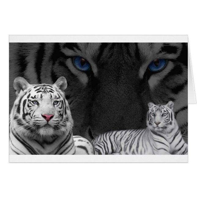 Tigres blancos (Anverso (Horizontal))