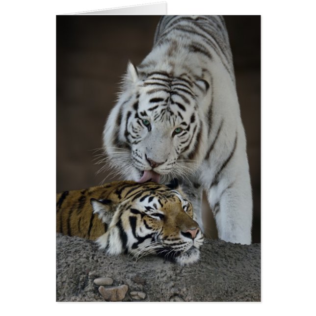 Tigres Blancos Y Marrones En Descanso (Frente)