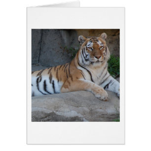 Tigres de Bengala