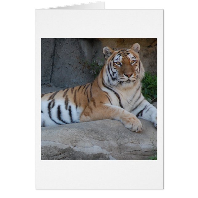 Tigres de Bengala (Frente)