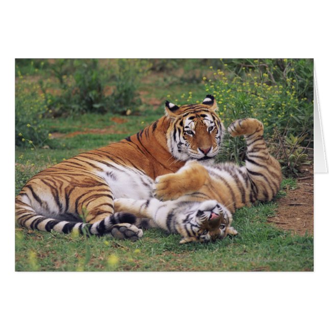 Tigres de Bengala jugando (Anverso (Horizontal))