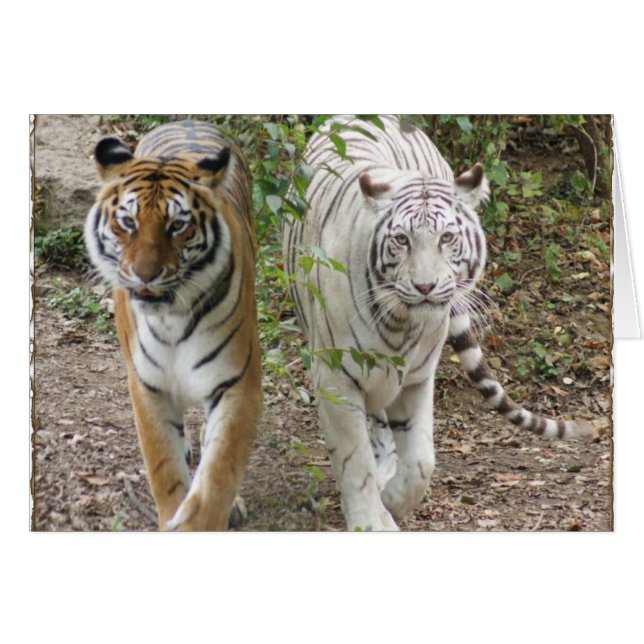 TIGRES DOBLES ORANGE/WHITE DEL PROBLEMA 2 (Anverso (Horizontal))