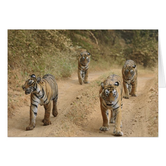 Tigres Reales de Bengala (Anverso (Horizontal))