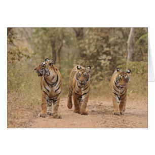 Tigres reales de Bengala en la pista, Ranthambhor