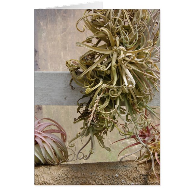 Tillandsia (Frente)