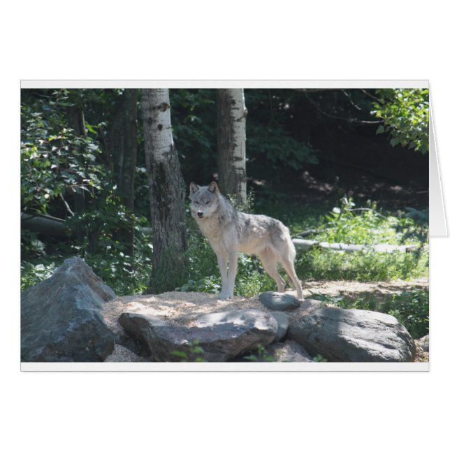 Timber Wolf (Anverso (Horizontal))