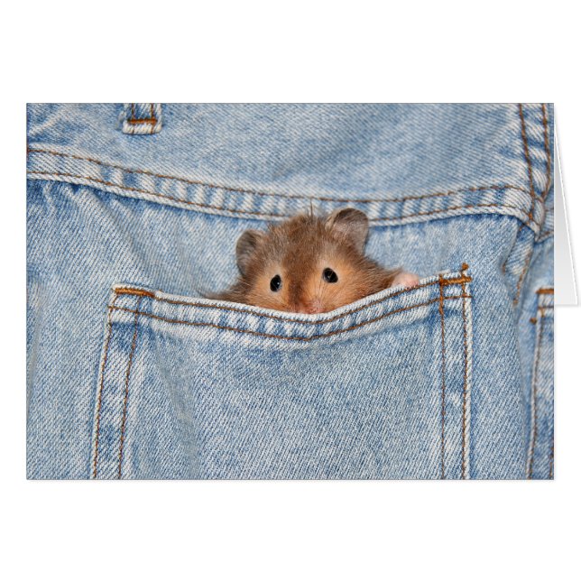 tímido peekaboo (Anverso (Horizontal))