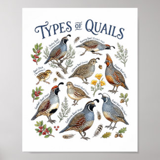 Tipos de codornices arte de aves acuarela de vida