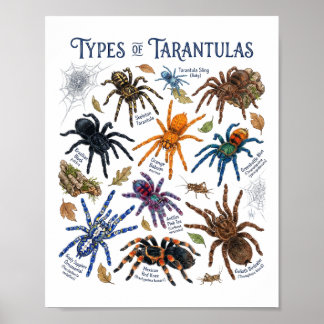 Tipos de Tarántulas Arte de Araña Acuarela