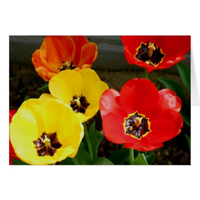 Tiptoe a través de... (Anverso (Horizontal))