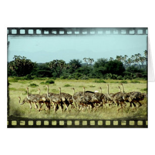 Tira de películas de Samburu Ostriches