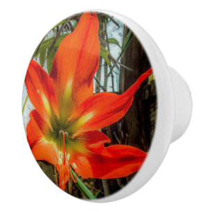 Tirador Cerámico de Amaryllis en Primer Plano