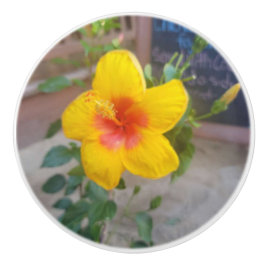 Tirador de cajón de flor de Hibisco - Fotografía o