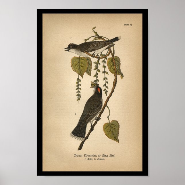 Tirante de impresión para aves 1890 Flycatcher (Frente)