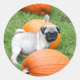 Tiras de cachorro en pegatinas de calabazas