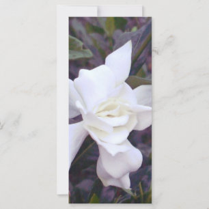 Tiras de Gardenia