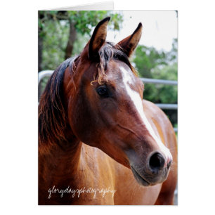 tiro de cabeza de caballo árabe, glorydaysphotogra