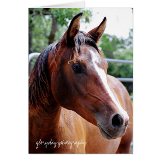 tiro de cabeza de caballo árabe, glorydaysphotogra