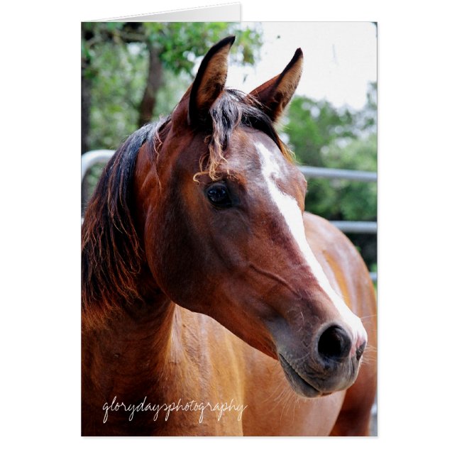 tiro de cabeza de caballo árabe, glorydaysphotogra (Frente)