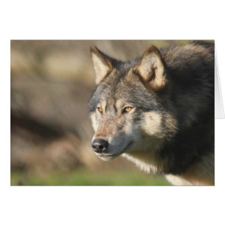 Tiro principal del lobo