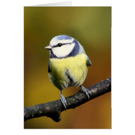 Tit azul que se sienta en una rama