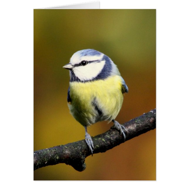 Tit azul que se sienta en una rama (Frente)