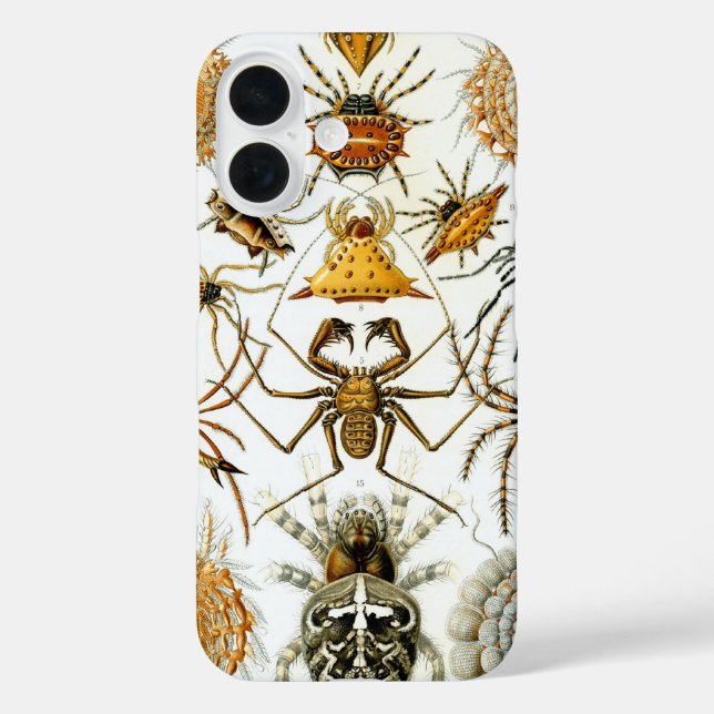 title_seo2 Arañas o arácnidos de Ernst Haeckel (Reverso )