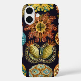 title_seo2 Ascidiae por Ernst Haeckel, Animales Marinos Antig