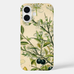 title_seo2 Berry de flores antiguas de espinas negras