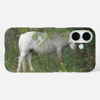 title_seo2 Caballo blanco tímido