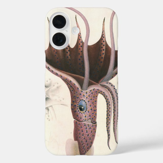 title_seo2 Calamar paraguas, animales de la vida marina vinta (Reverso )