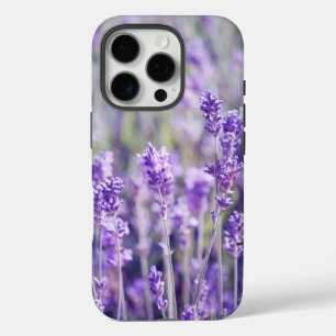 title_seo2 Campo de lavanda morada