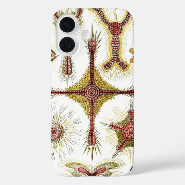 title_seo2 Chamomile salvaje de Ernst Haeckel, naturaleza vin (Reverso )