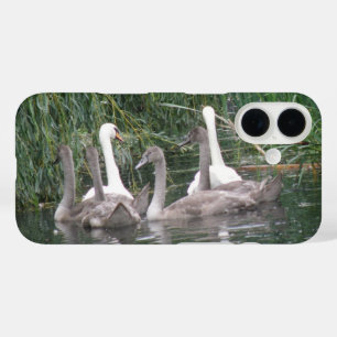 title_seo2 Cisnes y crías de cisne