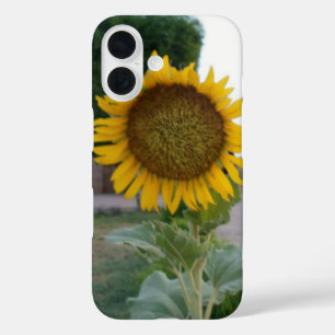 title_seo2 Girasol Natural Impresionante Radiancia Dorada A
