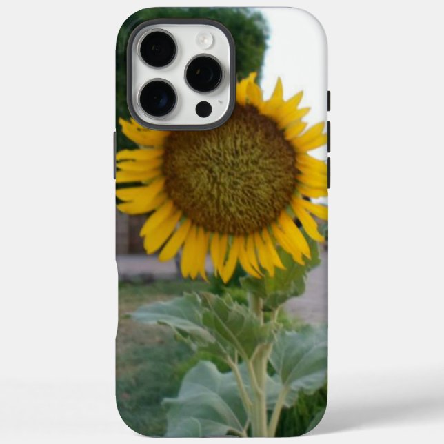 title_seo2 Girasol Natural Impresionante | Radiante Dorado A (Reverso)