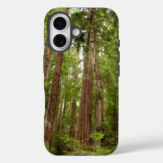 title_seo2 Hasta Redwoods I en el Monumento Nacional Muir Woo