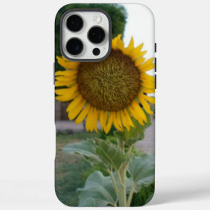 title_seo2 Hermoso Sunflower