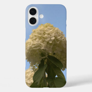 title_seo2 Lime Hydrangea Flores Cielo Azul